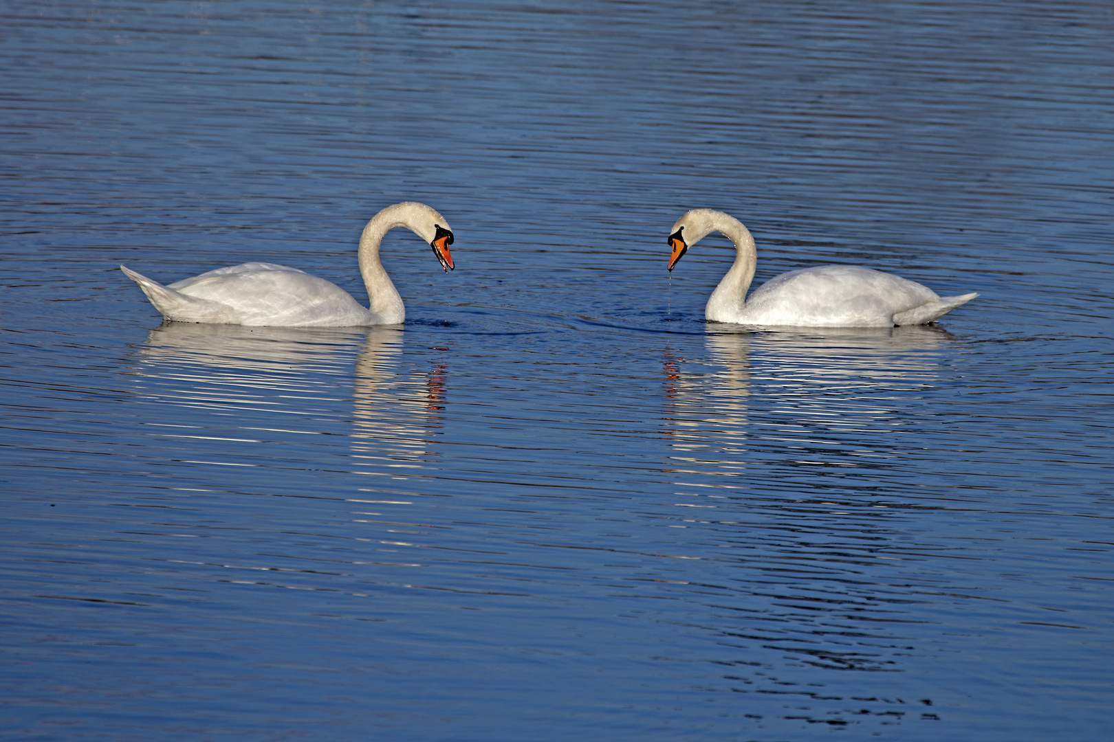 Synchronschwimmen