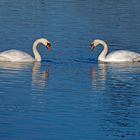 Synchronschwimmen