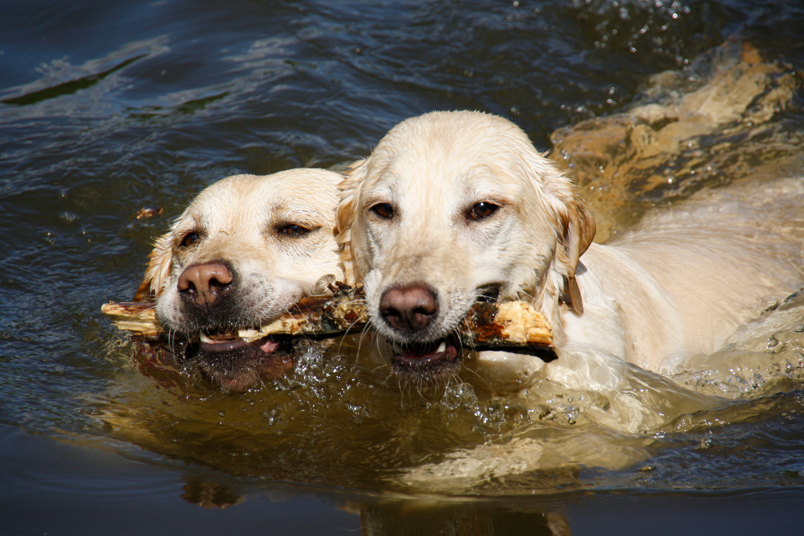 Synchronschwimmen...