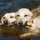 Synchronschwimmen...