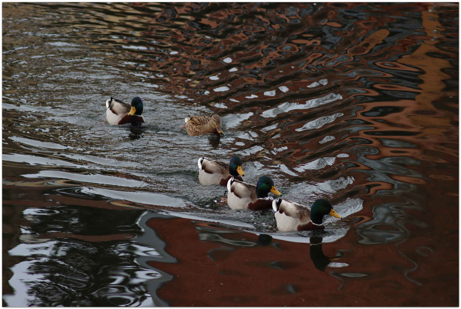 Synchronschwimmen