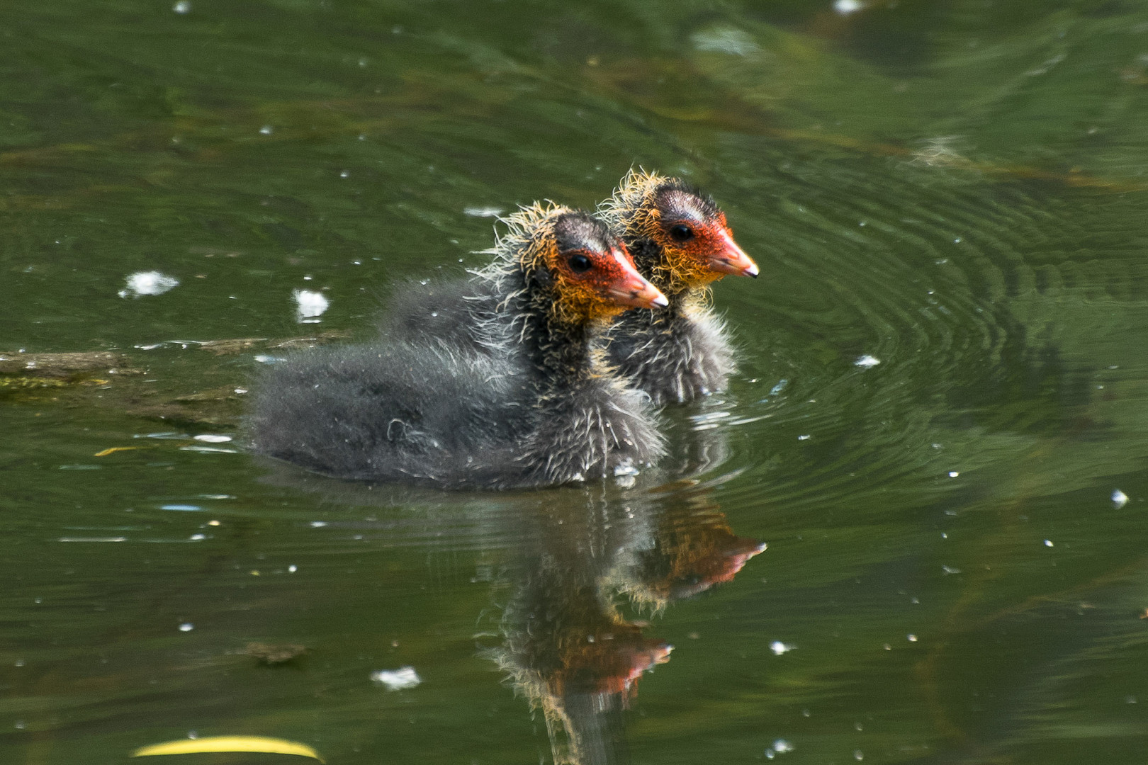 Synchronschwimmen