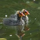 Synchronschwimmen