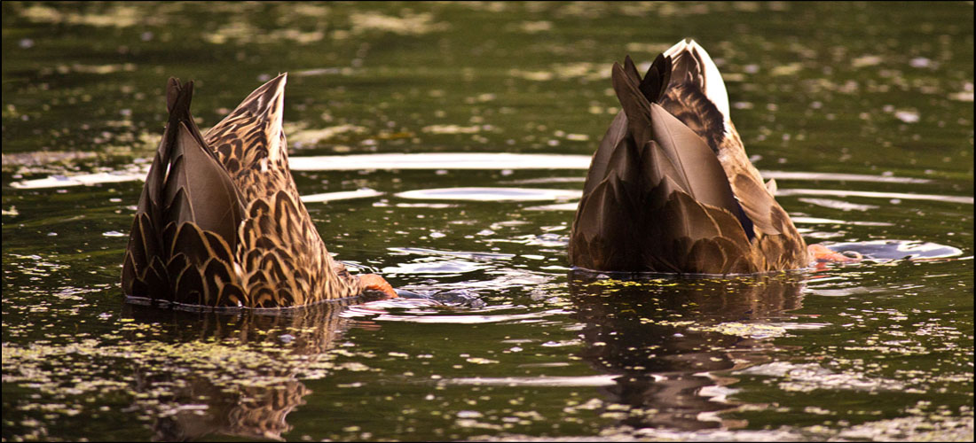 Synchronschwimmen...