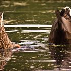 Synchronschwimmen...