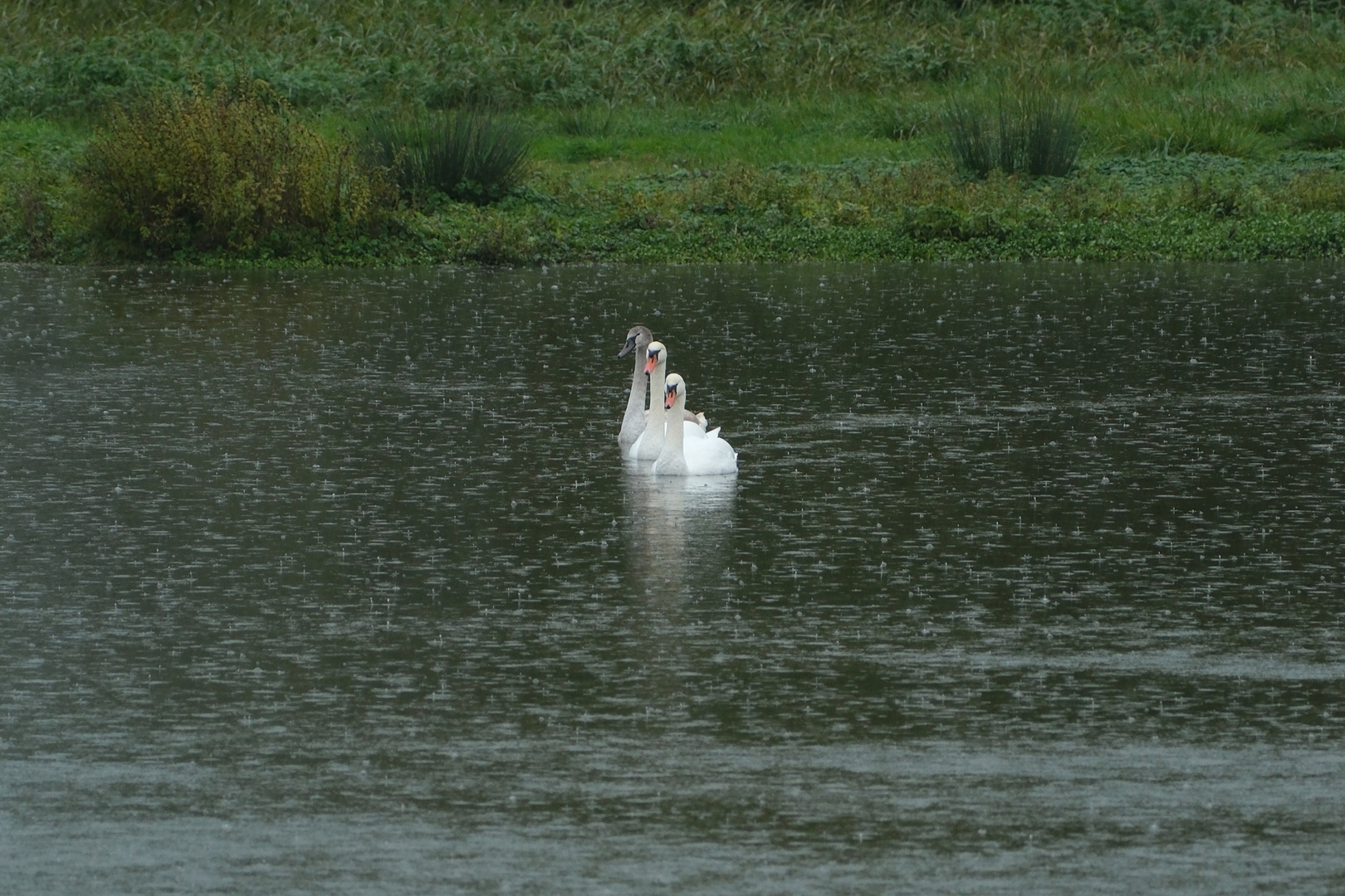 Synchronschwimmen..... ;-) 