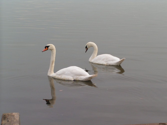 Synchronschwimmen