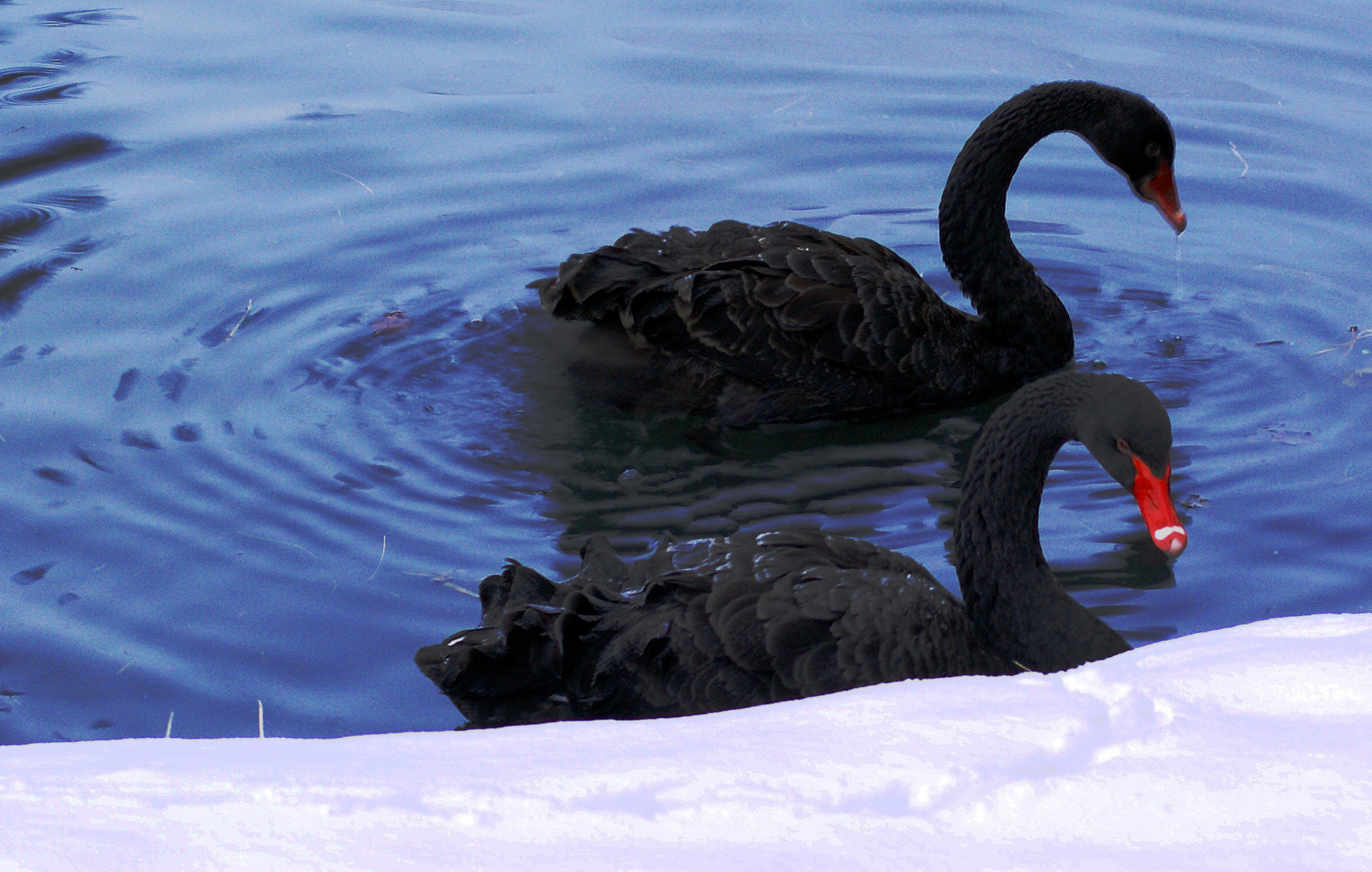 Synchronschwimmen an der Schneekante