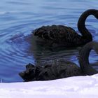 Synchronschwimmen an der Schneekante