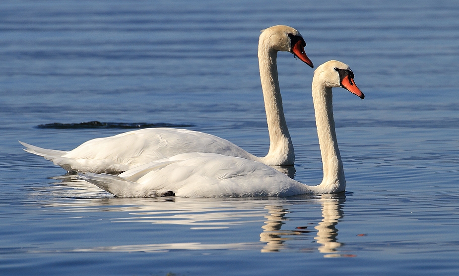 "Synchronschwimmen .... auf Schwanenart"