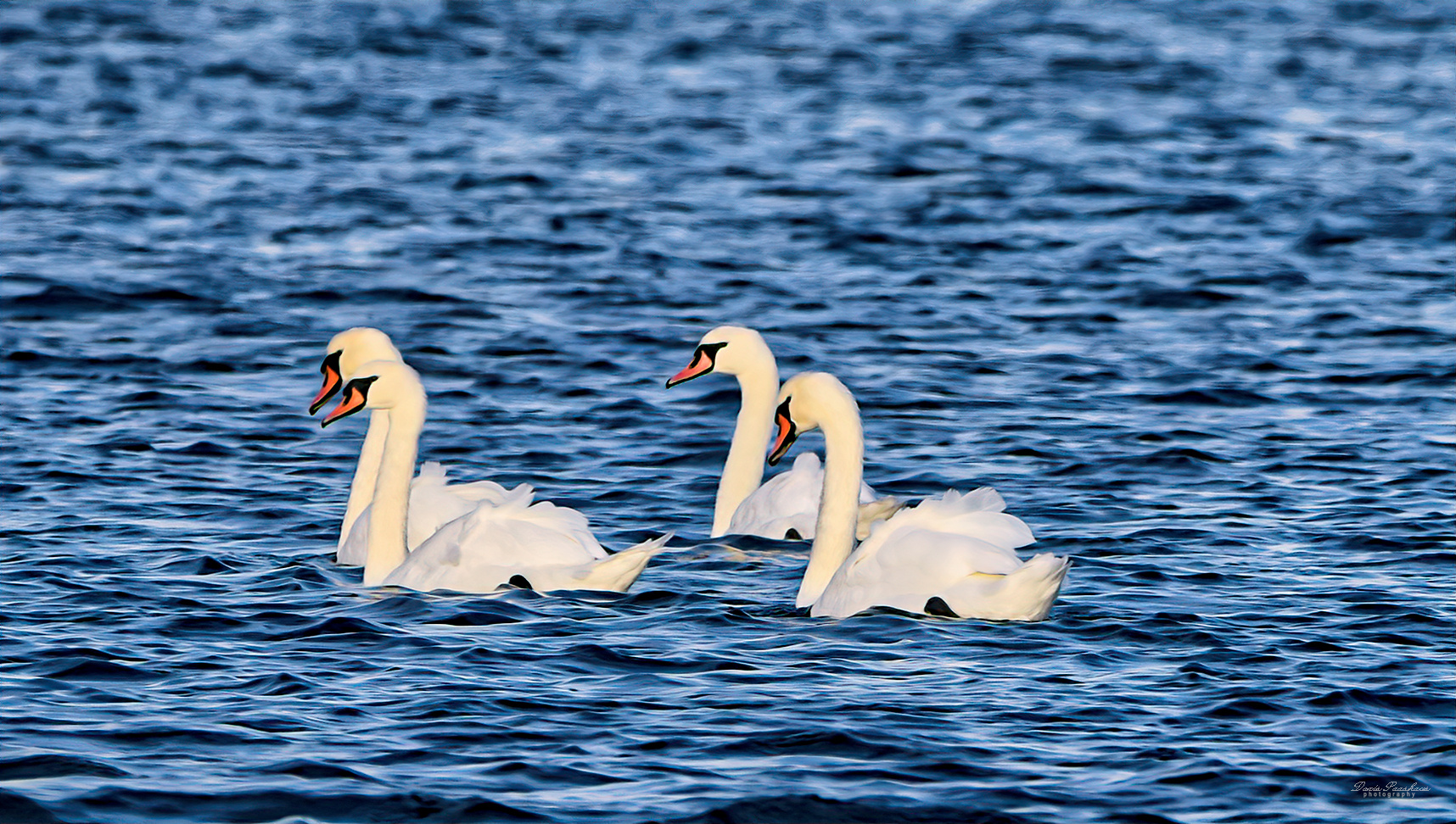 Synchronschwimmen