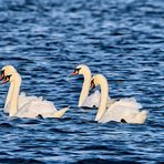 Synchronschwimmen