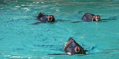 Synchronschwimmen...