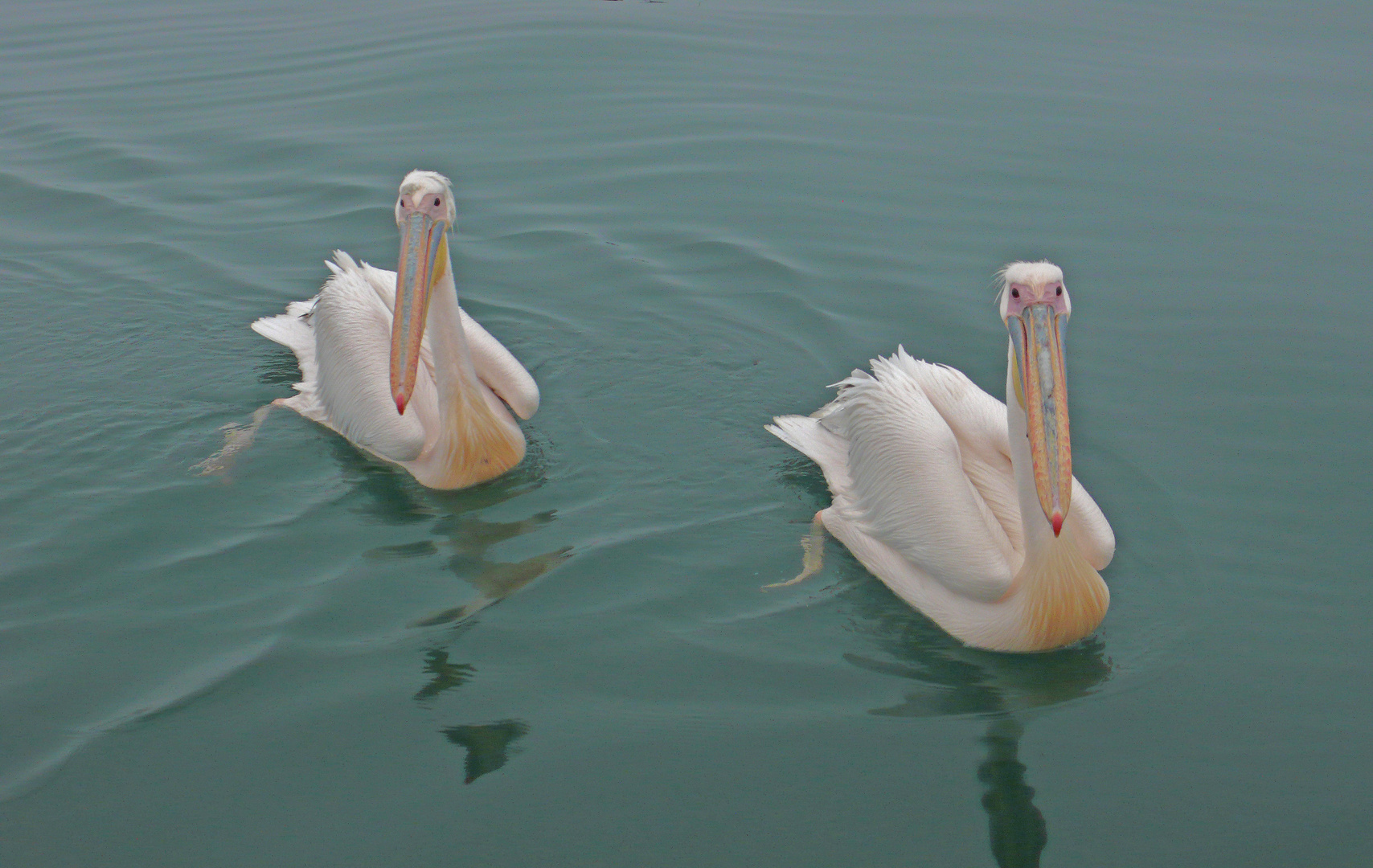 Synchronschwimmen bei Pelikans