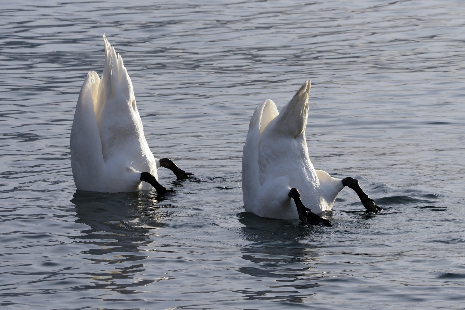 SYNCHRONSCHWIMMEN