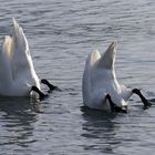 SYNCHRONSCHWIMMEN