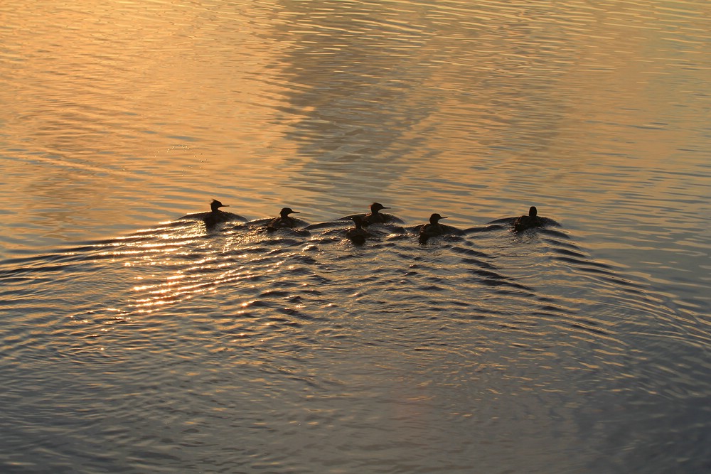 Synchronschwimmen