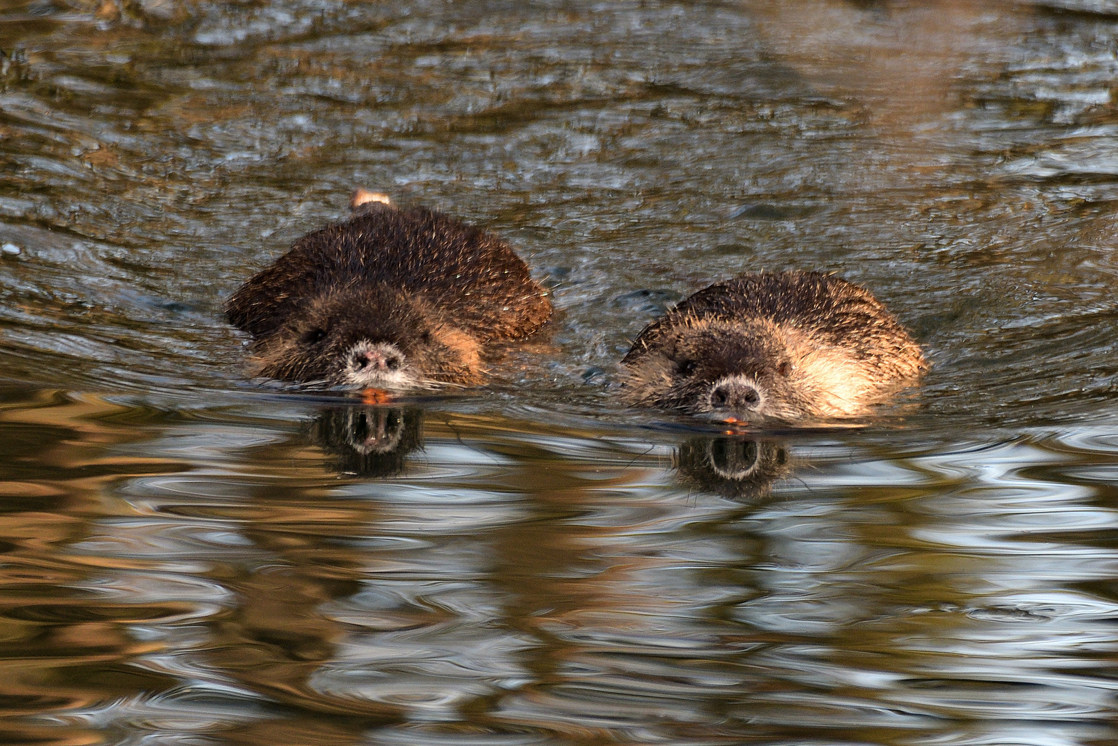 Synchronschwimmen