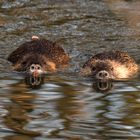 Synchronschwimmen