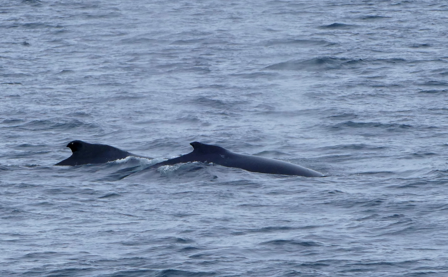 synchronschwimmen der Buckelwale