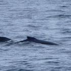 synchronschwimmen der Buckelwale