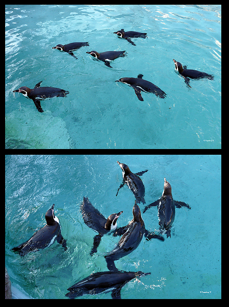 Synchronschwimmen der Pinguine