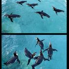 Synchronschwimmen der Pinguine