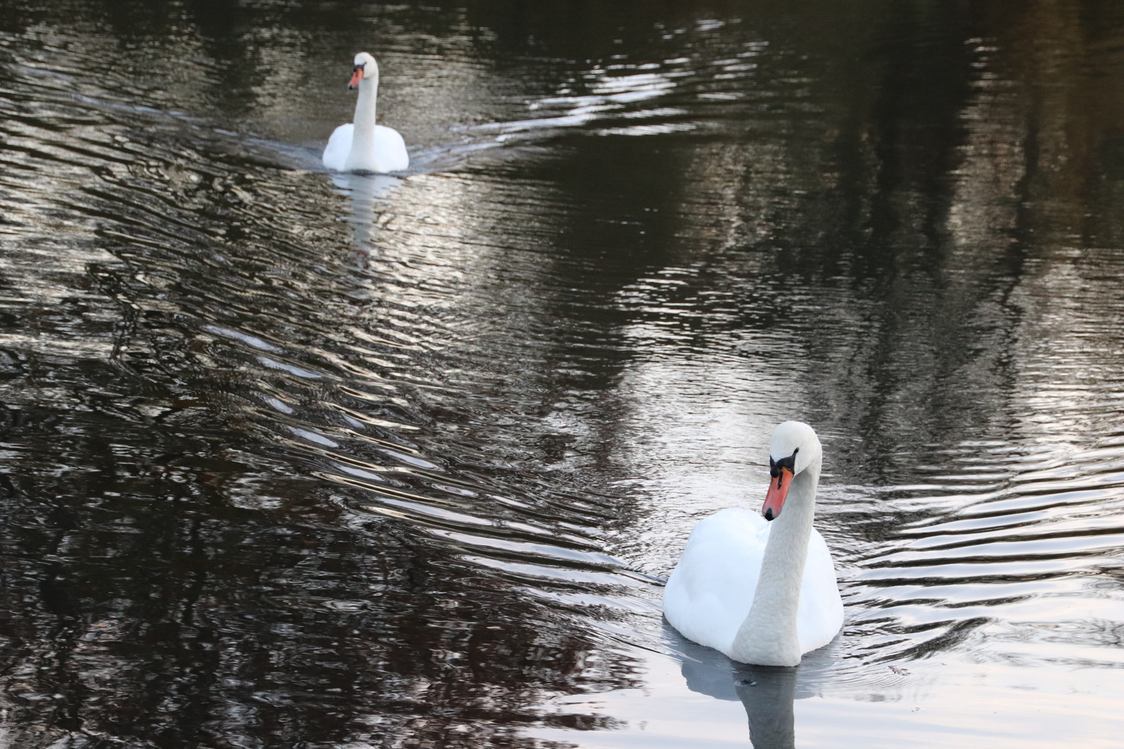 Synchronschwimmen...