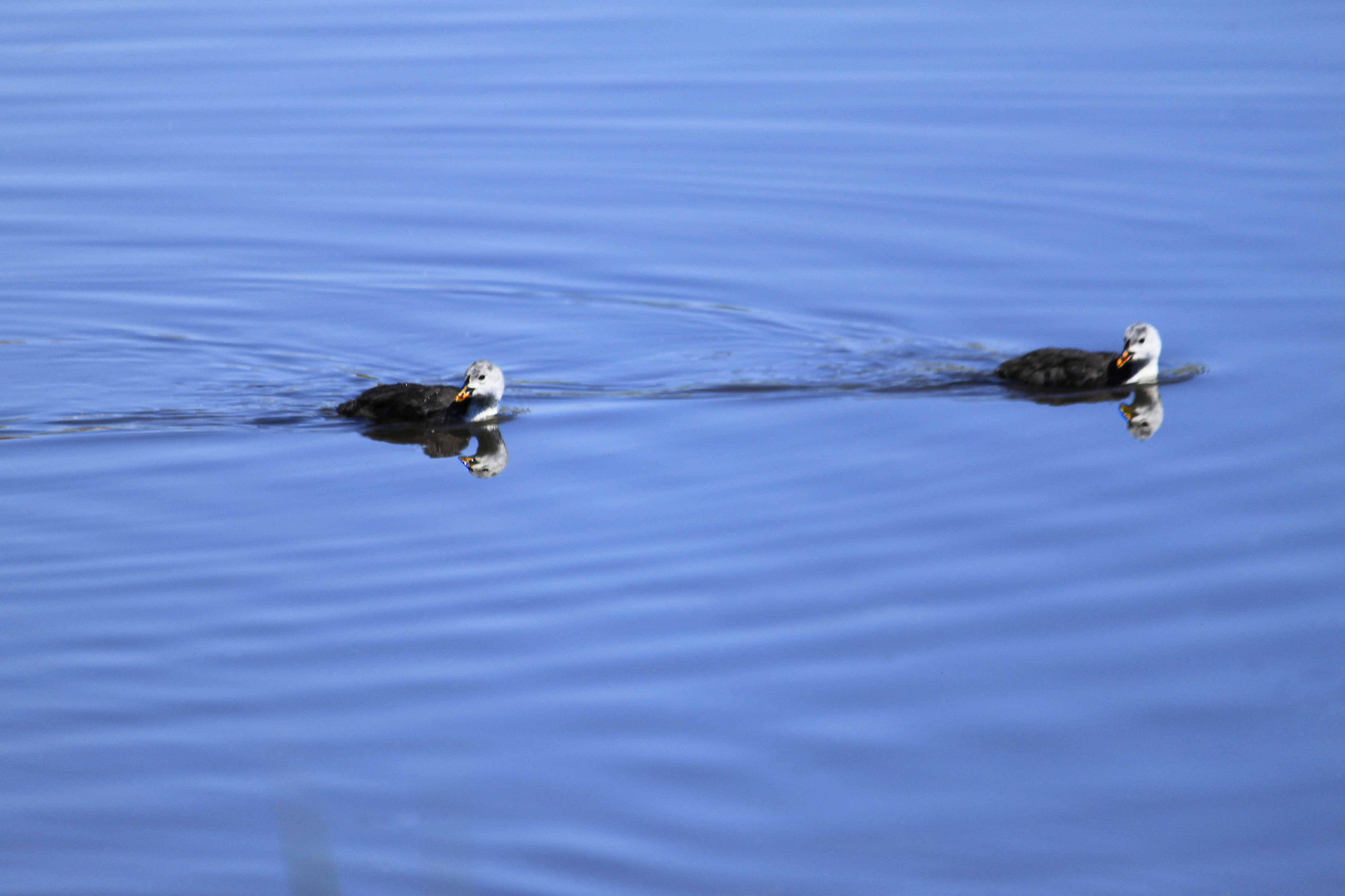 Synchronschwimmen