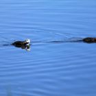 Synchronschwimmen