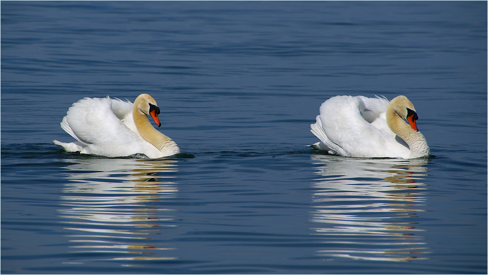 Synchronschwimmen