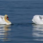 Synchronschwimmen