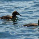 Synchronschwimmen