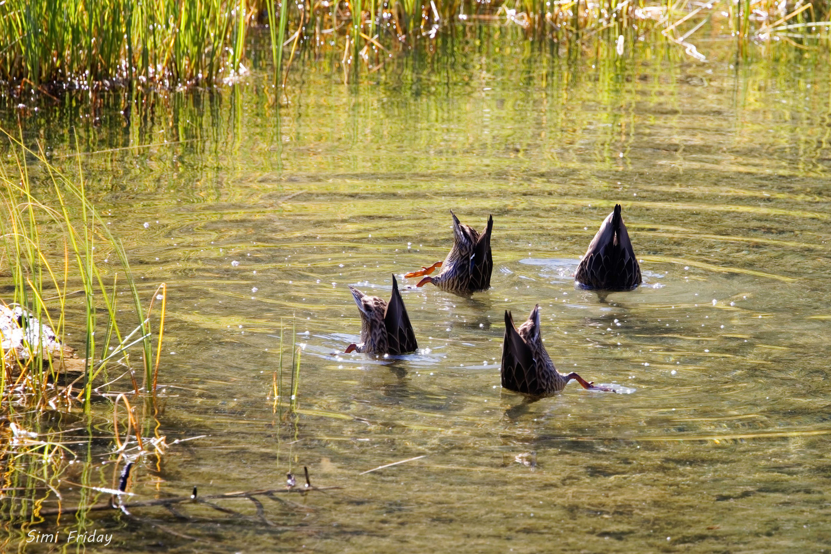 Synchronschwimmen