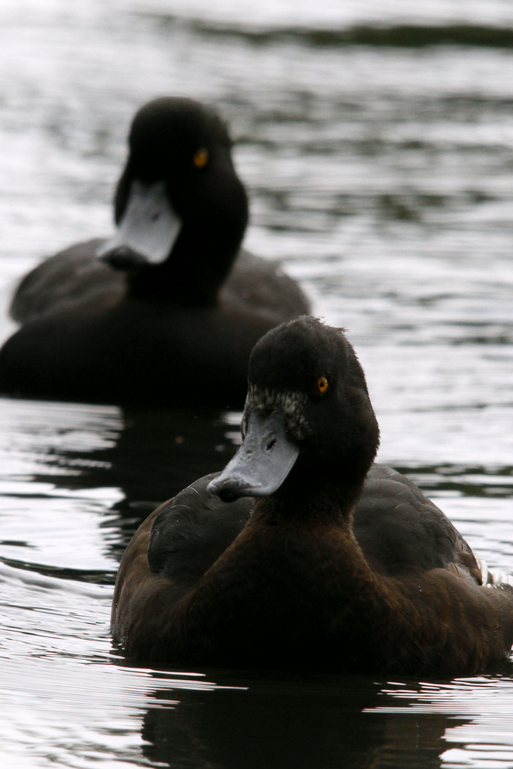 Synchronschwimmen II