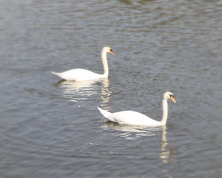 Synchronschwimmen Zweiter Teil