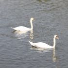 Synchronschwimmen Zweiter Teil