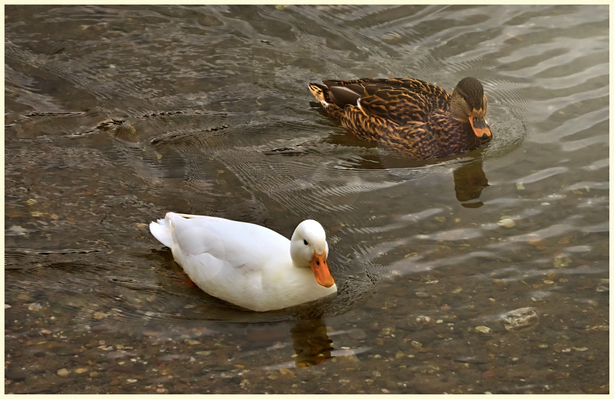 Synchronschwimmer