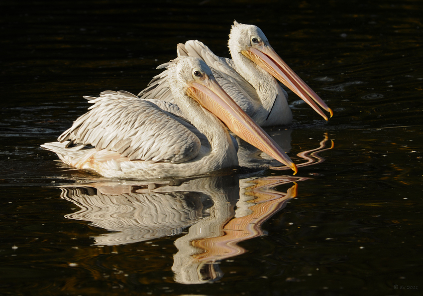 Synchronschwimmer