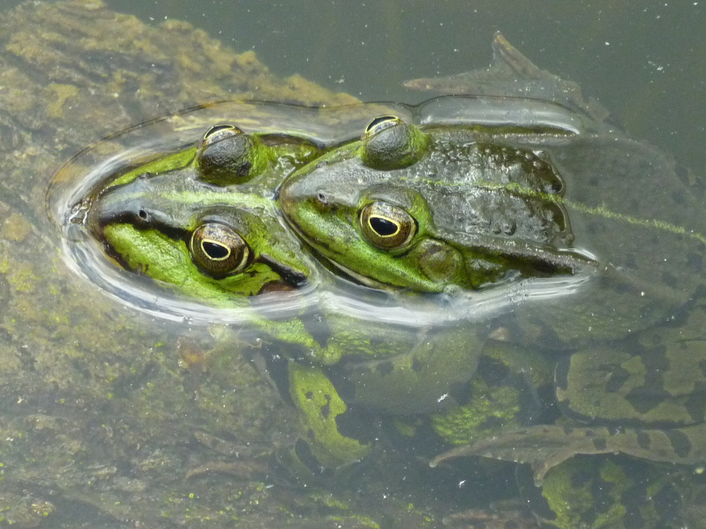 Synchronschwimmer?