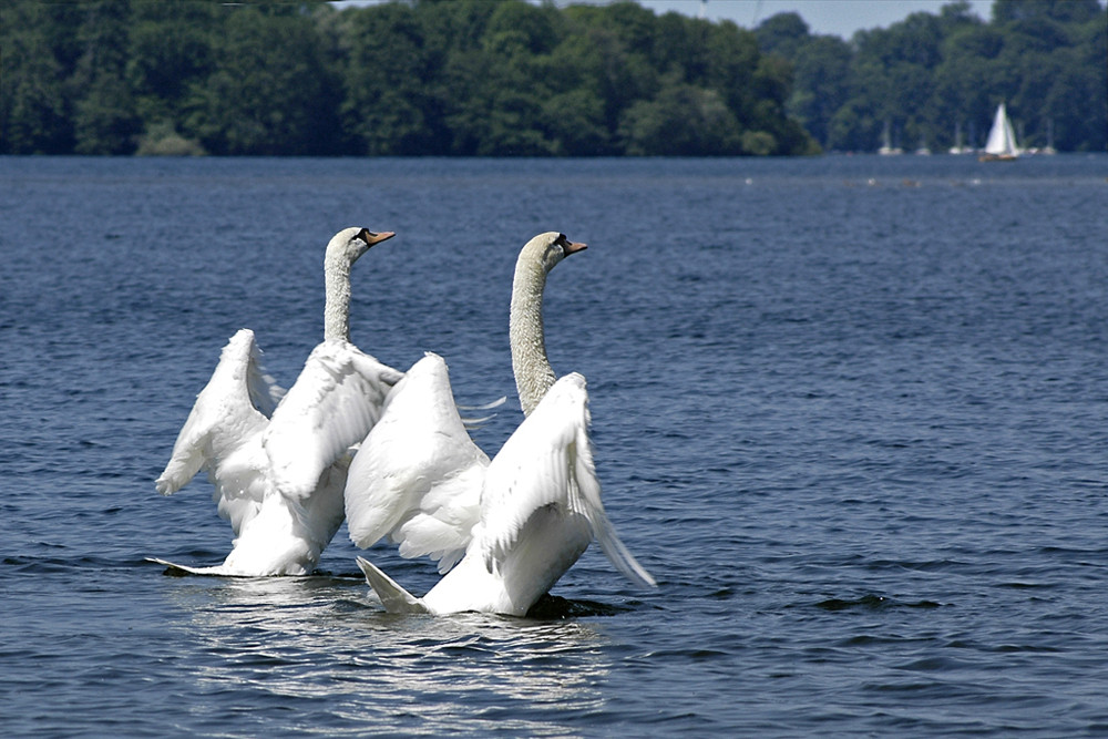 Synchronschwimmer