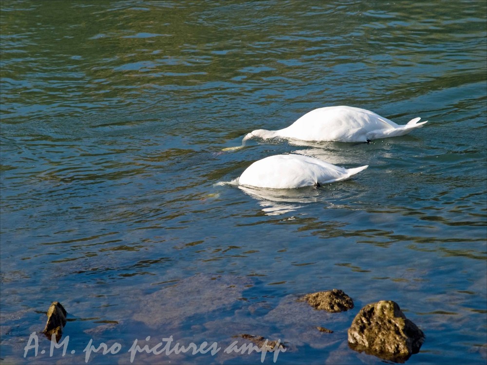 Synchronschwimmer