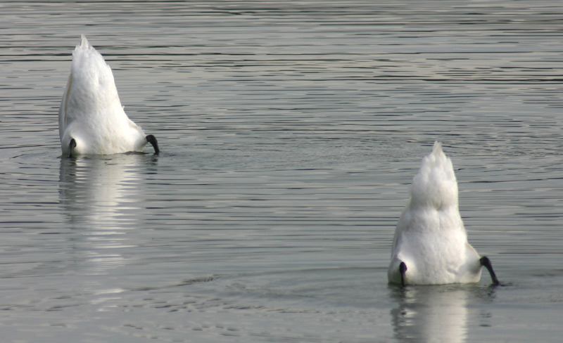 Synchronschwimmer