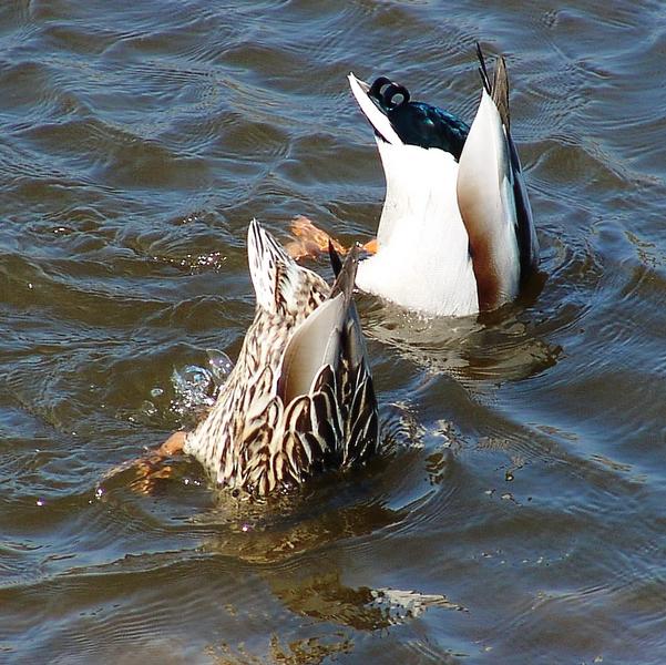 synchronschwimmer ;-)