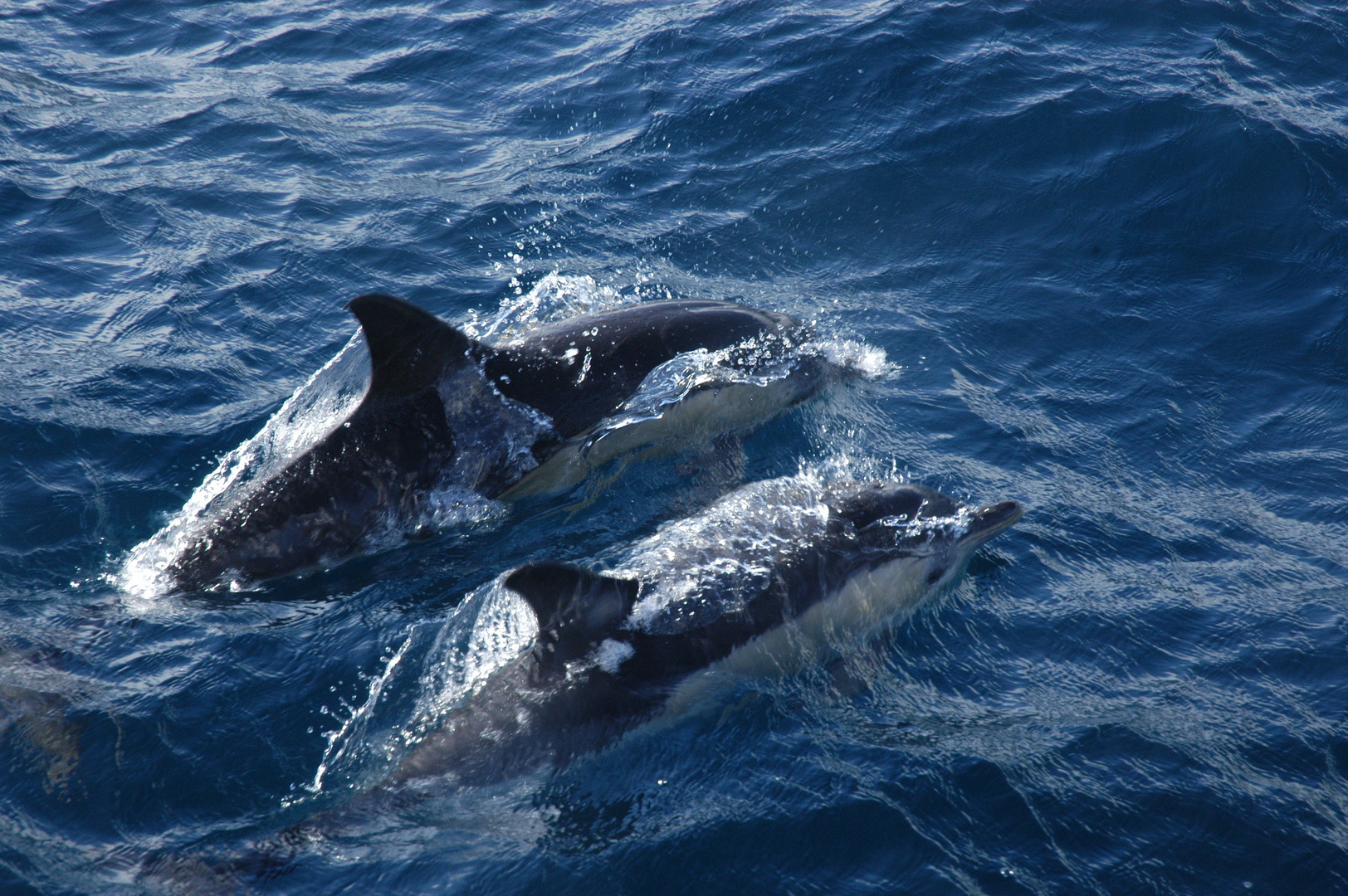 Synchronschwimmer