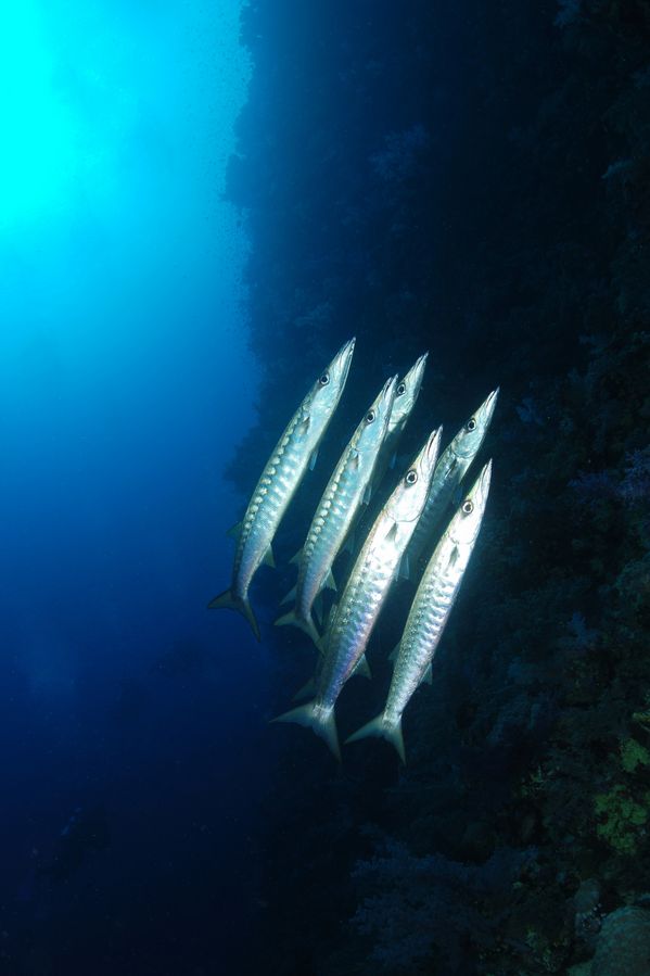 Synchronschwimmer