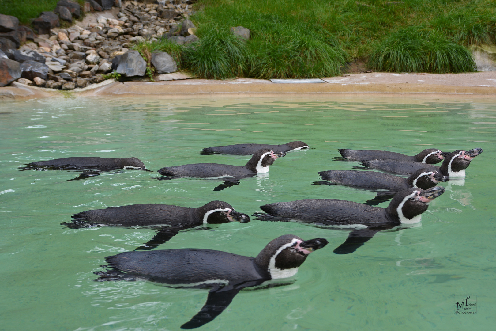 Synchronschwimmer