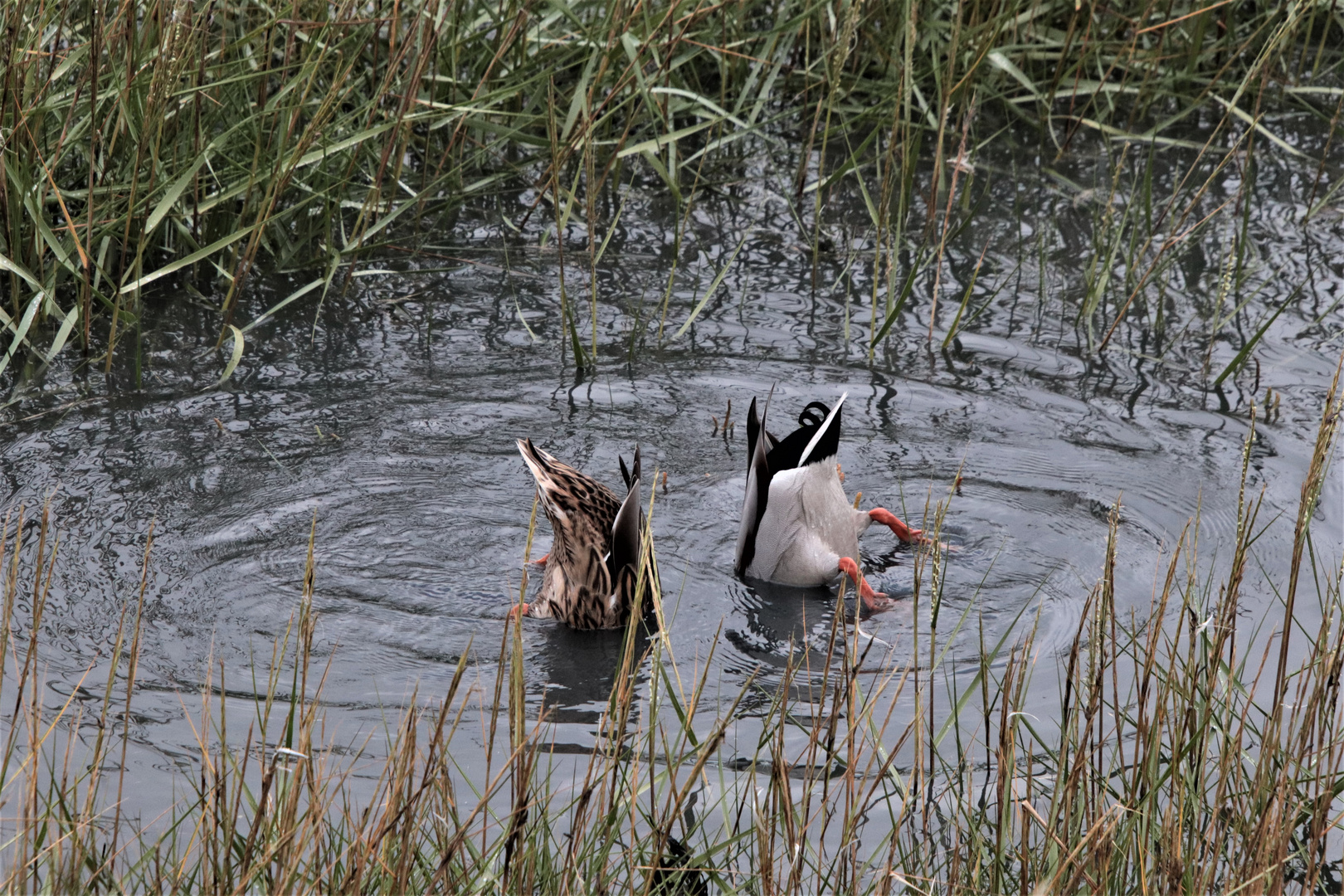 Synchronschwimmer..