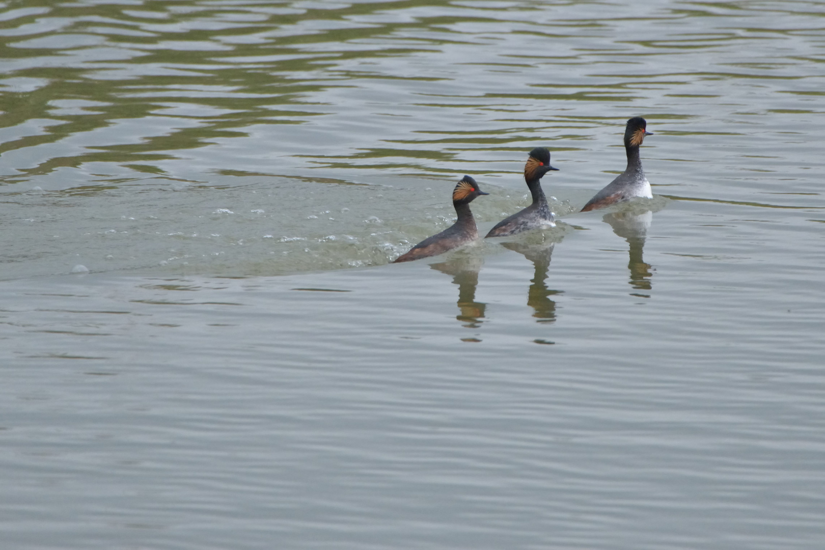 Synchronschwimmer