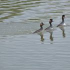 Synchronschwimmer